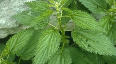 decocções de herbas para o tratamento de varices